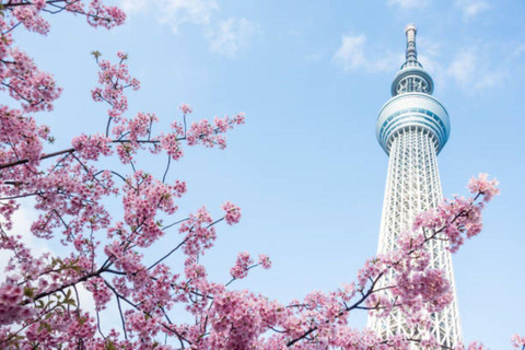 Tóquio: Skytree, Asakusa e Santuário Meiji, cruzamento de Shibuya,