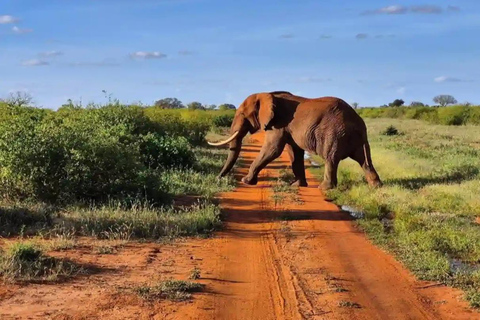 Mombasa:2-Day Tsavo East Wildlife Safari with Overnight Stay