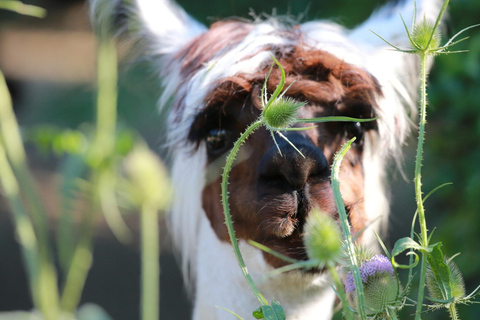 Zagreb: Wissenschaftliche Touren, Zagreat Outdoors