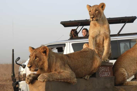 Nairobi National Park Half-Day Game Drive