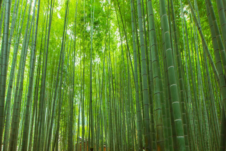 Tokyo: 2-Day Guided Tour with Kamakura & Hotel Pickup