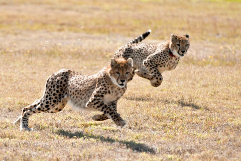 Kaapstad: Cheetah Outreach en Wijnlanden privétour