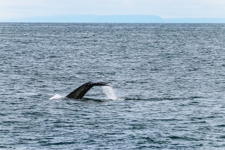 Reykjavík: Whale Watching Sailboat Cruise Whale Watching Tour with Meeting Point