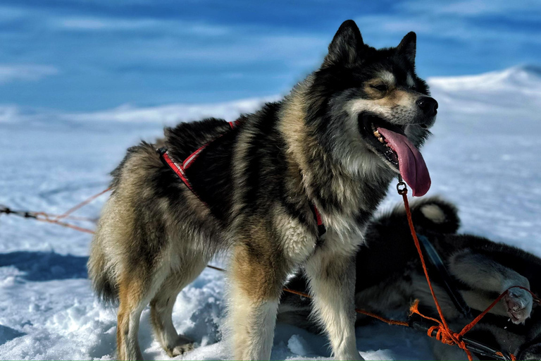 Nordkjosbotn: Dog Sledding and Puppy Visit from Tromsø