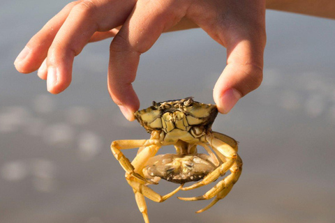 Wismar: Harbor Cruise with Sea Animal Fishing and Guide