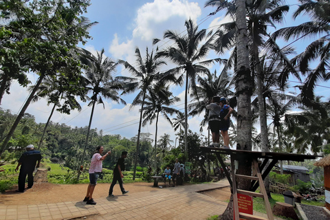 Ubud: foresta delle scimmie, terrazzamenti di riso e cascata