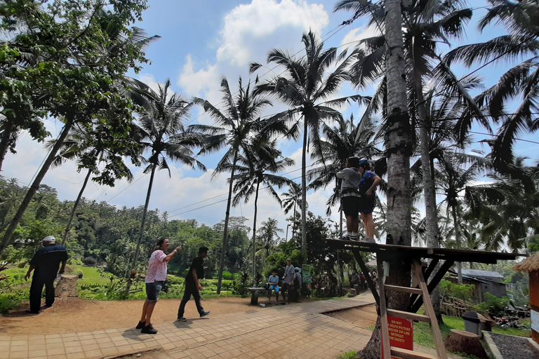 Ubud: foresta delle scimmie, terrazzamenti di riso e cascata