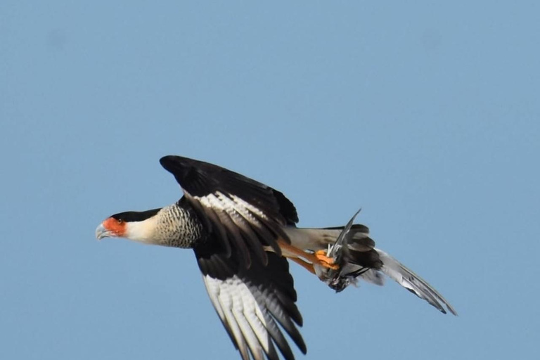 birdwatching in the nearby savannah of Palenque Birdwatching in the nearby savannah of Palenque
