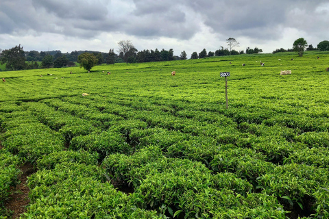 Nairobi: excursão de meio dia a uma fazenda de chá com almoço e degustação de chá.Nairóbi: Passeio de meio dia para tomar chá com almoço e degustação de chá.