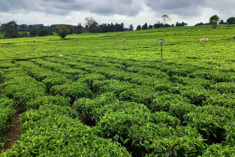 Nairobi: excursão de meio dia a uma fazenda de chá com almoço e degustação de chá.Nairóbi: Passeio de meio dia para tomar chá com almoço e degustação de chá.