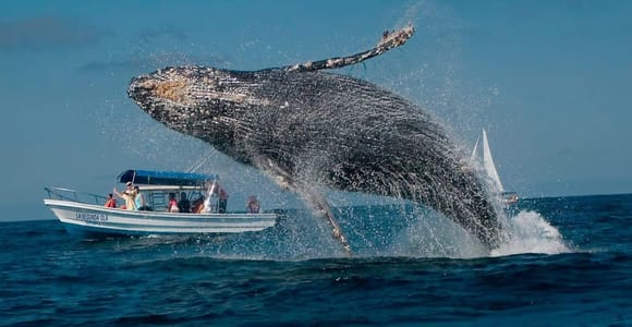 Punta Cana: Samaná Peninsula Whale Watching Day Trip