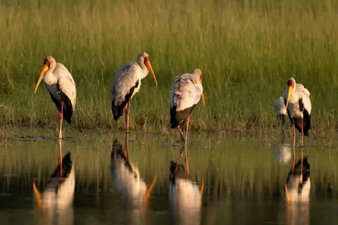 Shakawe: safari de 3 días por el este del OkavangoShakawe: Safari de 3 días por el este del Okavango