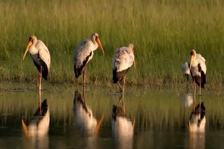 Shakawe: safari de 3 días por el este del OkavangoShakawe: Safari de 3 días por el este del Okavango