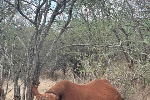 Moshi: Mkomazi National Park Day Trip with Game Drive