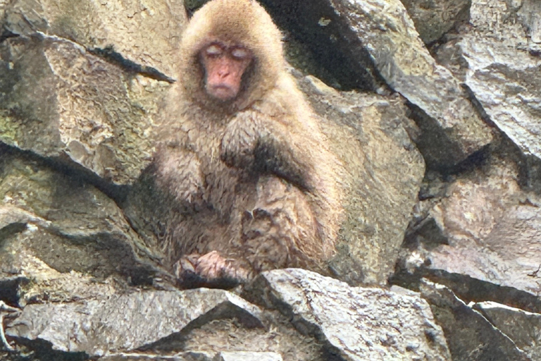Depuis Tokyo : Excursion d&#039;une journée au parc des singes des neiges de Nagano et au temple Zenkoji