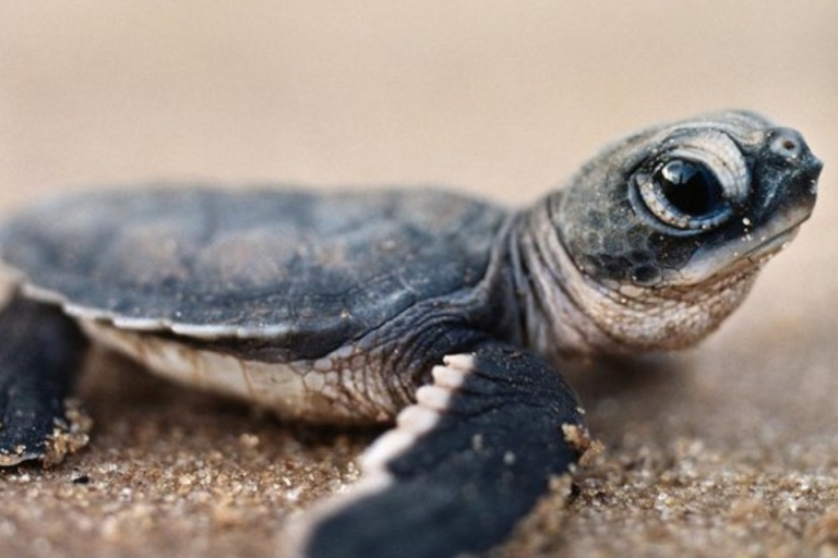 Madu River Safari und Schildkrötenfarm Tour ab Colombo