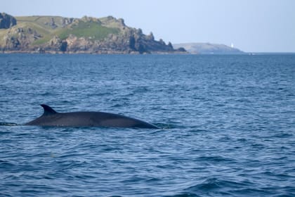 Padstow, Guided RIB Sealife Safari - Housity