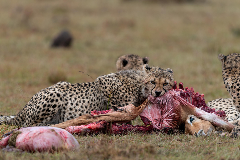 Nairobi: Safari de 3 dias em Maasai Mara com alojamento.AW