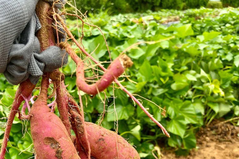 Seasonal Fruit Picking & Dream Cattle Farm Day Tour Hongik Univ. station, exit 9