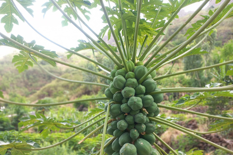 Hiking: From Serra Malagueta to Ribeira Principal
