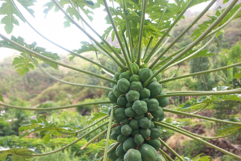 Hiking: From Serra Malagueta to Ribeira Principal