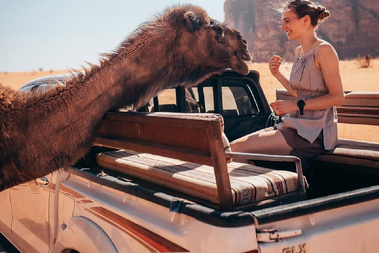 Wadi Rum: Valley of the Moon Guided Tour