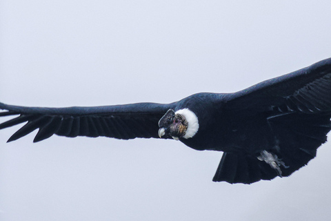 Torres del Paine: Trekking Miradores giornata interaTorres del Paine: Trekking miradores giornata intera