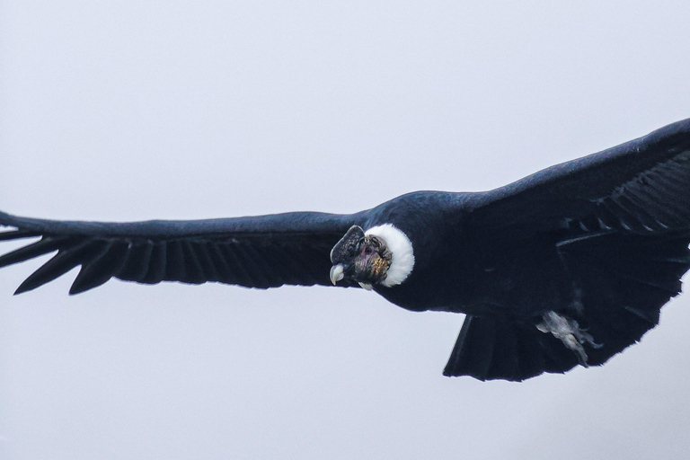 Torres del Paine: Trekking Miradores giornata interaTorres del Paine: Trekking miradores giornata intera