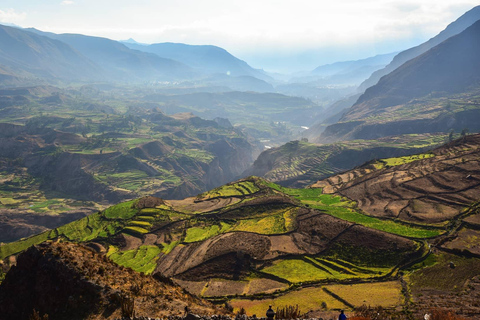 Von Arequipa: Ausflug zum Colca Canyon mit Endstation in Puno