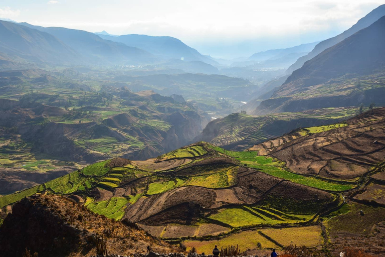 Von Arequipa: Ausflug zum Colca Canyon mit Endstation in Puno