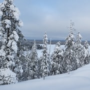 Rovaniemi : aventure en raquettes dans la nature sauvage de Niesi-Kivalo