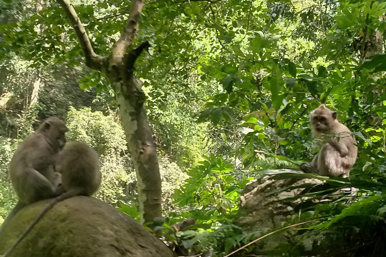 From Gili Trawangan: Waterfalls and Traditional Village Tour