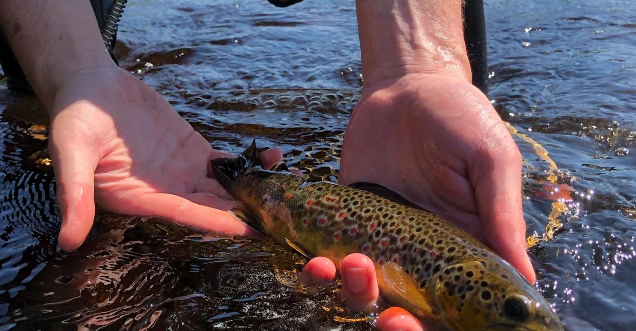 Freestone Guiding, Guided flyfishing for wild brown trout - Housity
