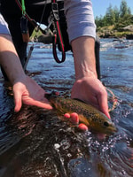 Freestone Guiding, Guided flyfishing for wild brown trout - Housity