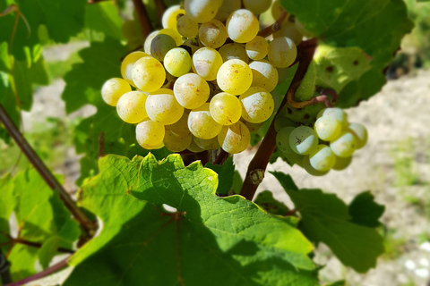 Rüdesheim - wine tasting in the historic vaulted cellar