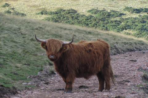 Hills, heather & Highland cows: Hiking in the Pentlands Hills, heather & Highland cows - Hiking in the Pentlands