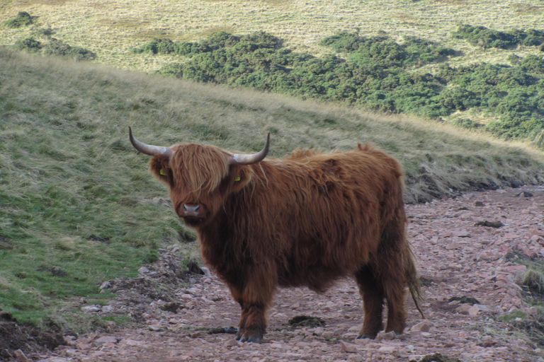 Hills, heather & Highland cows: Hiking in the Pentlands Hills, heather & Highland cows - Hiking in the Pentlands