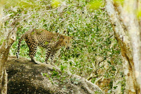 Sri Lanka: 8-Day Big Five Safari & Blue Whale Watching Tour
