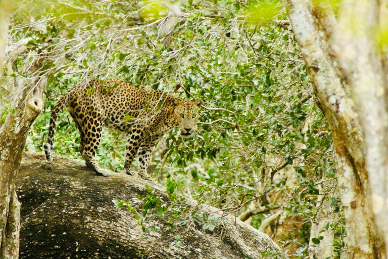 Sri Lanka: 8-Day Big Five Safari & Blue Whale Watching Tour