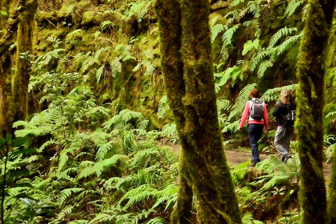 Tenerife : Randonnée guidée dans le parc rural d&#039;AnagaVisite guidée en espagnol