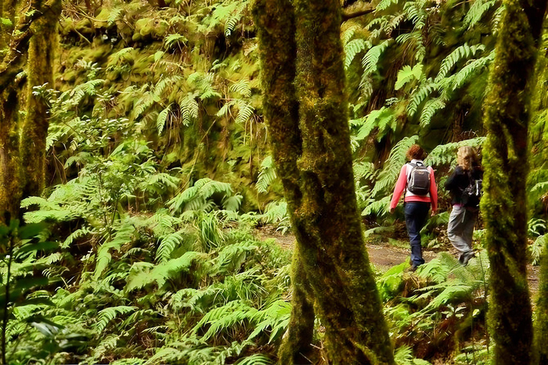 Tenerife : Randonnée guidée dans le parc rural d&#039;AnagaVisite guidée en espagnol