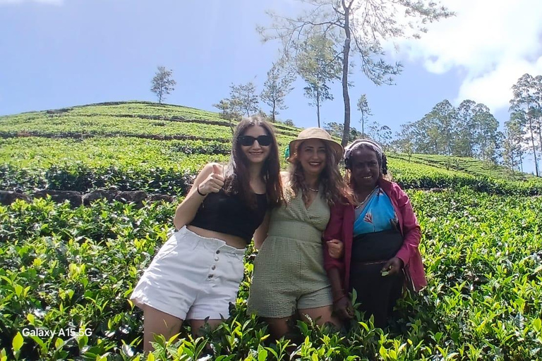 ELLA Lipton Seat Tea Test & Pluck 9Arch, Waterfalls, & Food Lipton's Seat, Little Adam Peak, 9 Arch, Ravana Waterfalls