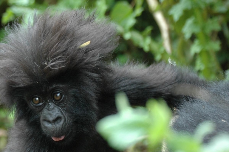 Safari de 4 días para hacer senderismo entre gorilas en Uganda
