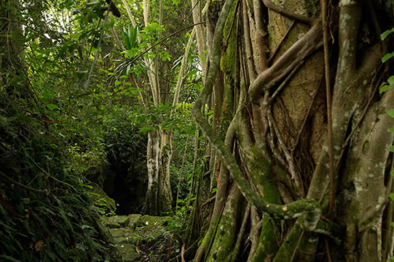 Natural Walking tour In Buhanga Eco Park