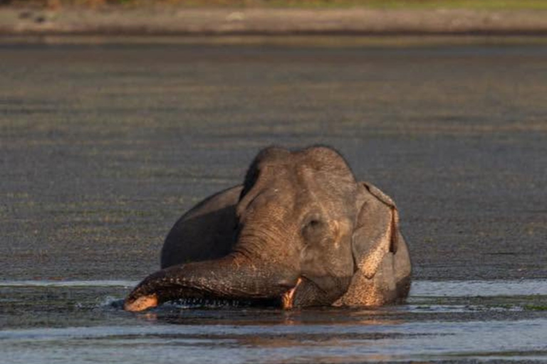 From Bentota: All Inclusive Yala National Park Jeep Safari Mirissa/Weligama/Matara/Tangalle: Yala Leopard Safari