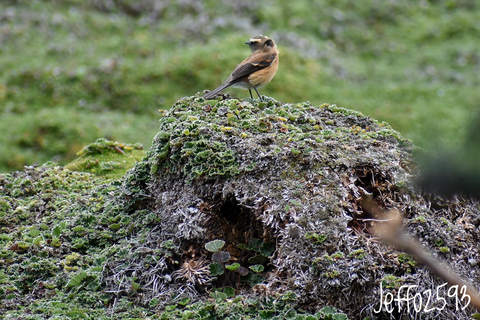 Parque Nacional Antisana - Observação do Condor Andino