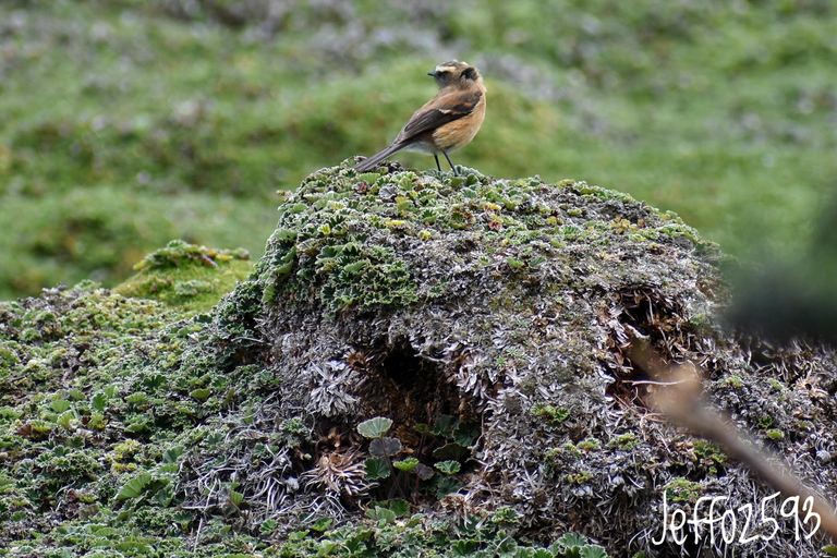 Parc national d&#039;Antisana - Observation du condor des Andes