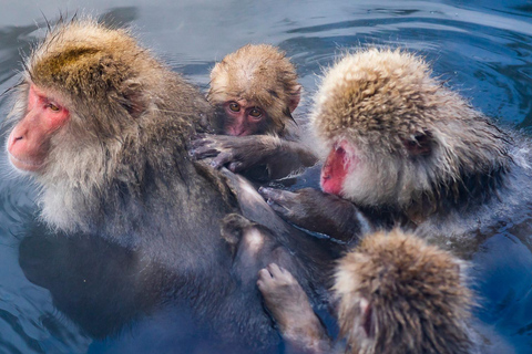 Nagano Tokyo: Snow Monkey Private Day Tour Hotel Pick & Drop Snow Monkey Private Day Tour Hotel Pick & Drop Off In Crown
