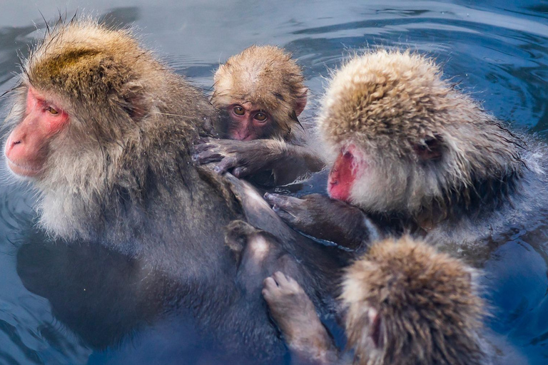 Nagano Tokyo: Snow Monkey Private Day Tour Hotel Pick & Drop Snow Monkey Private Day Tour Hotel Pick & Drop Off In Crown