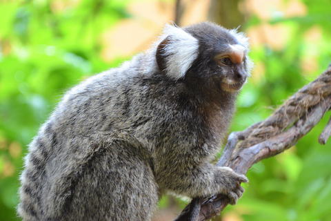 Kedah: Biglietto d&#039;ingresso per il Parco della Fauna Selvatica di LangkawiBiglietto d&#039;ingresso per non-malesi